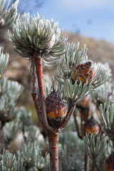 Leucadendron album