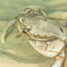 Rowing Crab - Photo (c) carel van der Colff, some rights reserved (CC BY-NC), uploaded by carel van der Colff