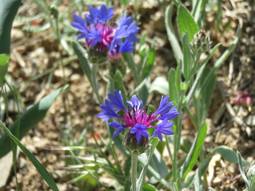 Iranian Knapweed