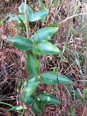 Desmodium uncinatum image