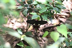 Byasa polyeuctes termessus