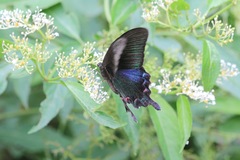Papilio bianor thrasymedes