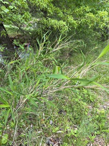 Image of Hill Cane (Arundinaria appalachiana) by (c) ladyjanaye, some rights reserved (CC BY)