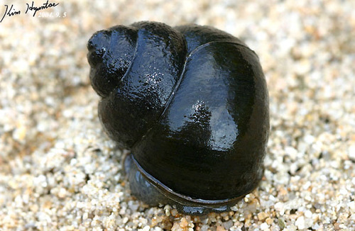 Asian Apple Snail