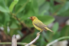 Setophaga petechia image