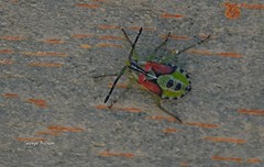 Ceratopachys nigricornis