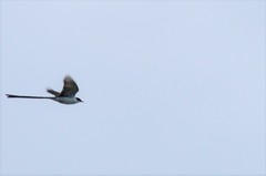 Tyrannus savana monachus