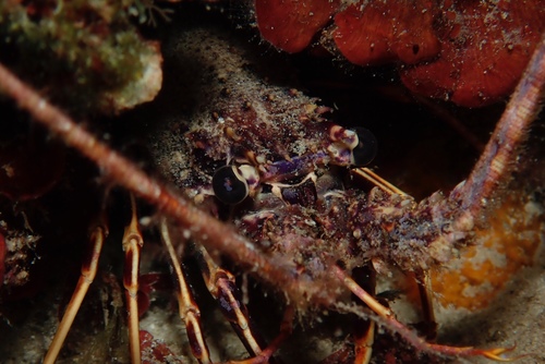 European Spiny Lobster, photo 7 of 7