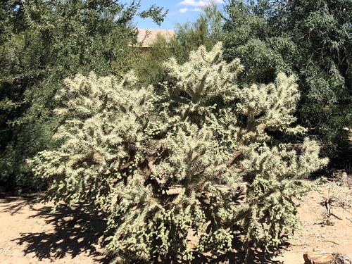 Cylindropuntia fulgida