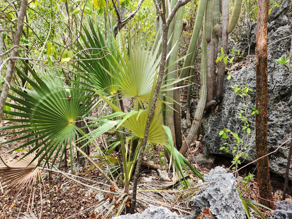 Coccothrinax proctorii