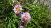 One-flowered Fleabane - Photo (c) mcarmensol, some rights reserved (CC BY-NC-SA)
