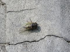 Cryptotympana facialis