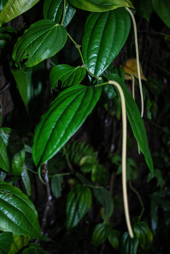 Piper ponapense observed 2009-03-07