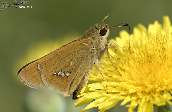 Common Straight Swift