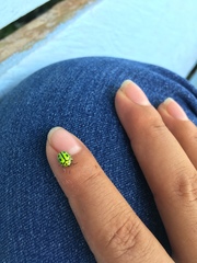 Coptocycla adamantina