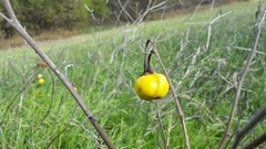 Solanum dimidiatum