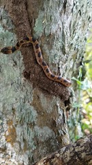 Leptodeira rhombifera