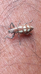 Naupactus bellus