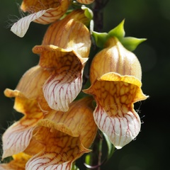 Digitalis laevigata