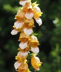 Digitalis laevigata