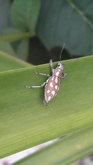 Naupactus bellus
