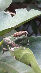 Naupactus bellus