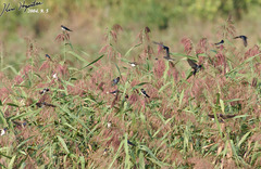 Hirundo rustica gutturalis