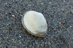 Macoma