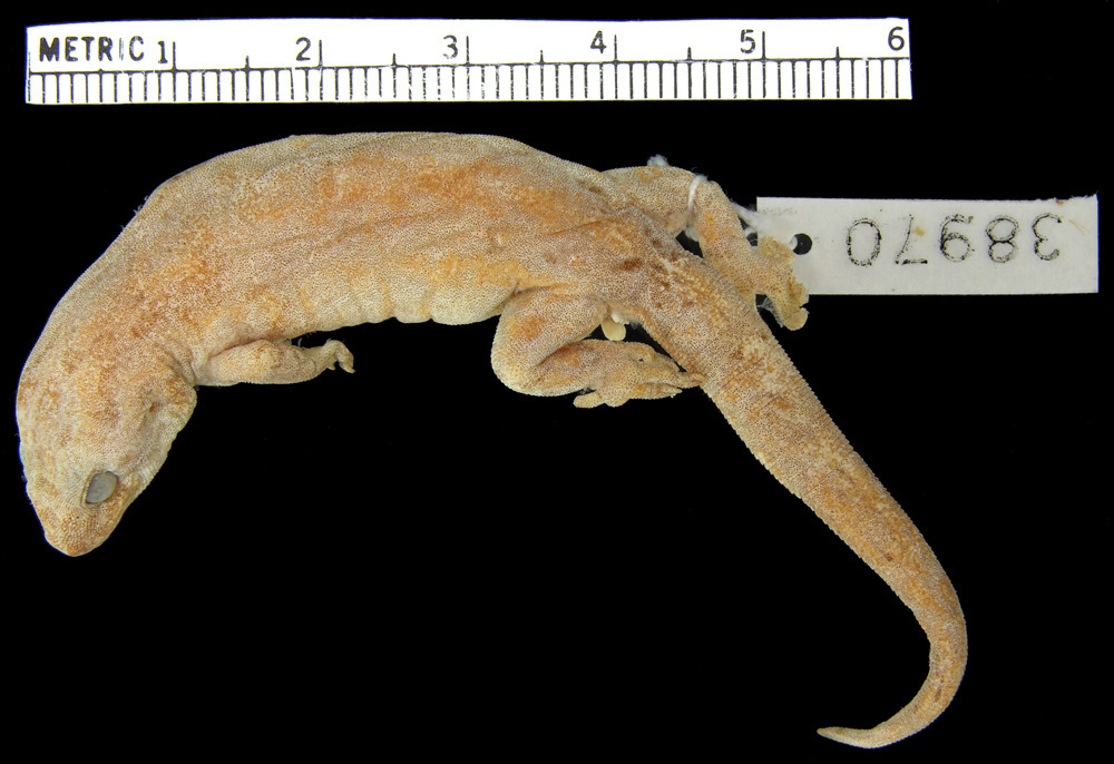 Moluccan Scaly-toed Gecko