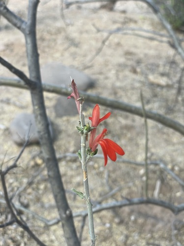 Image of Justicia palmeri by (c) Sula Vanderplank, some rights reserved (CC BY)