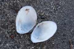Macoma