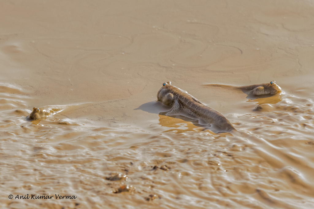 Gangetic mudskipper (Boleophthalmus dussumieri) — Gobiidae