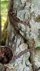 Leptodeira rhombifera