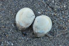 Macoma