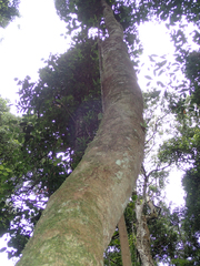 Syzygium crebrinerve