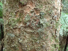 Syzygium crebrinerve
