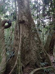 Pseudoweinmannia lachnocarpa