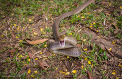 Coelognathus erythrurus manillensis