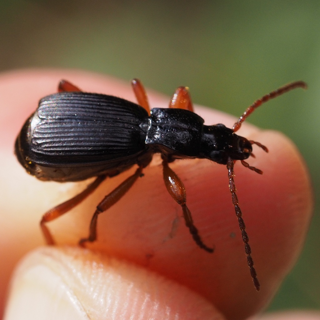 Aptinus merditanus (Carabidae parte 4 Escarabajos Bombarderos de Europa ...