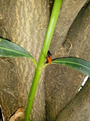 Oncopeltus varicolor