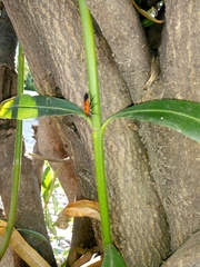 Oncopeltus varicolor