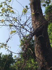 Liquidambar formosana