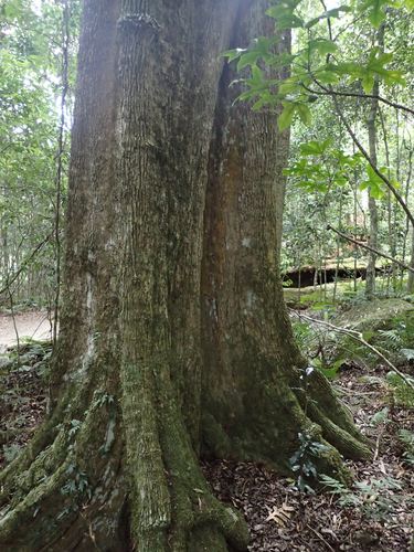 Citronella moorei (F.Muell. ex Benth.) R.A.Howard