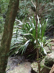 Helmholtzia glaberrima