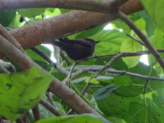 Pyrocephalus rubinus