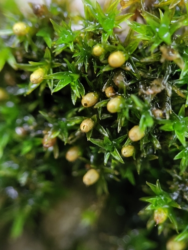 Orthotrichum strangulatum observed 2023-04-30