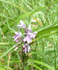 Dactylorhiza maculata
