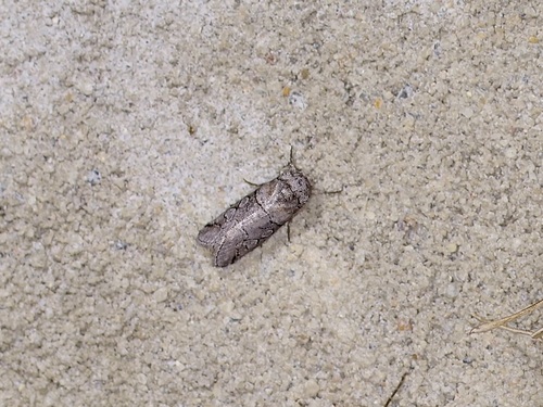 Anycteola fotelloides photo 5