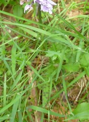 Dactylorhiza maculata