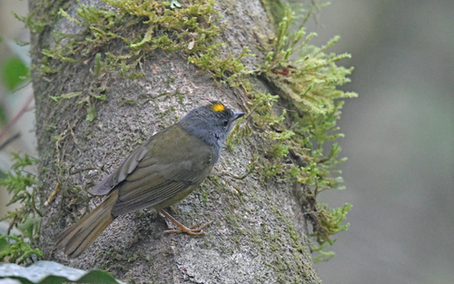 Grey-throated Warbler (Myiothlypis cinereicollis), photo 7